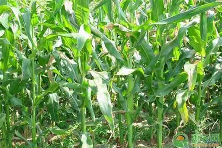玉米打了除草剂受药害,打云台素,和磷酸二氢钾行吗