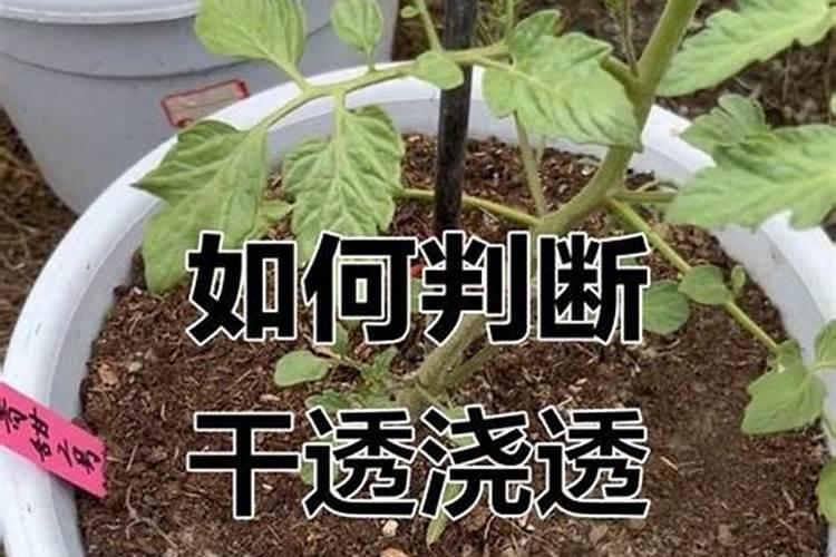 养多肉怎样使用水溶肥