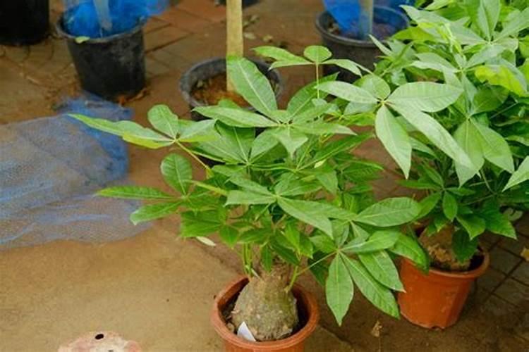 给榕树换土加什么肥料