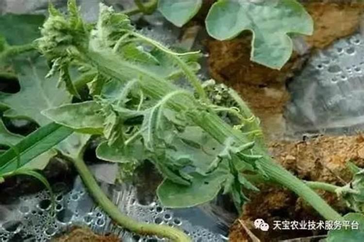 丝瓜藤细是缺少什么肥