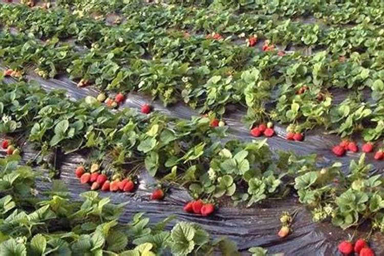 盆栽草莓施肥用什么肥料好