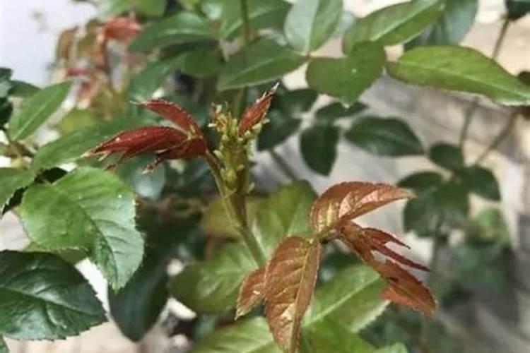 月季蚜虫喷什么药