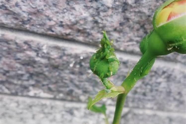 月季蚜虫怎么防治？