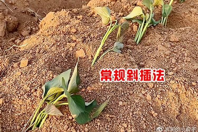 红薯一共要施肥几次 施什么肥可以提高产量