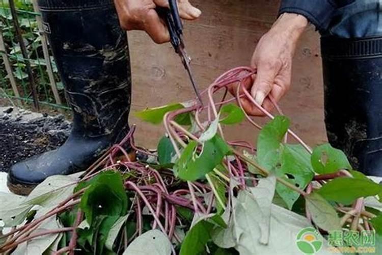 红薯一共要施肥几次