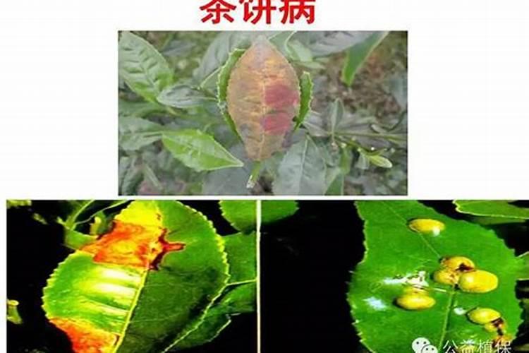 安吉白茶种植:茶园土壤板结的原因、原理及补救