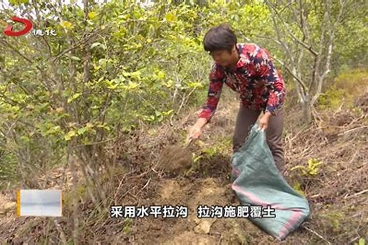 种油茶树怎样施肥？