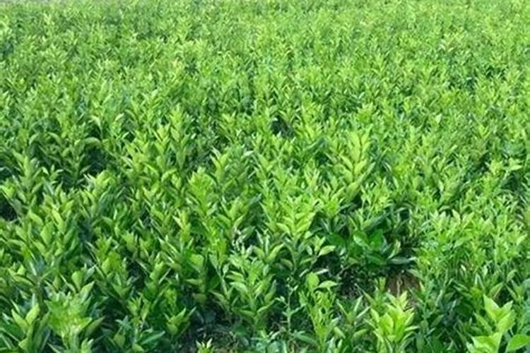 油茶树最佳复合肥