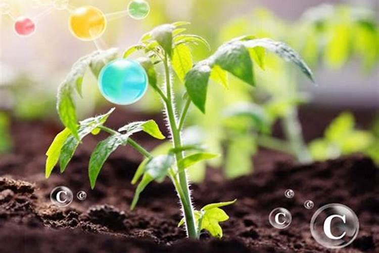 最好产量高的晚稻品种