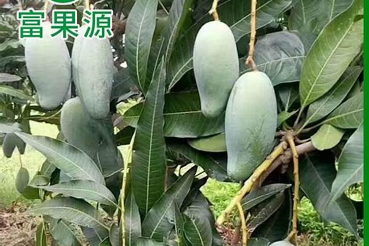 芦荟品种辨别图片大全