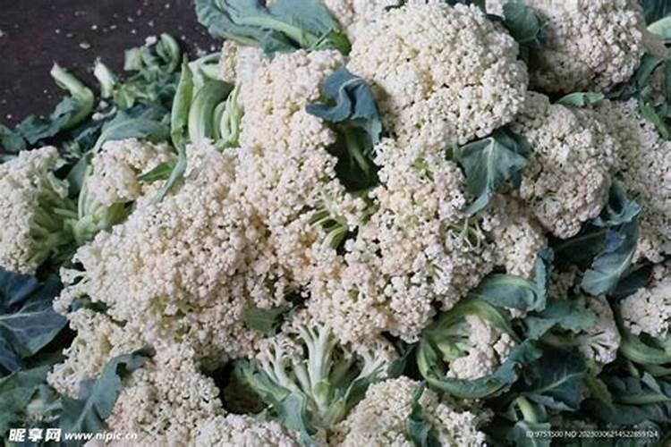 广西龙胜适合种植什么蔬菜？