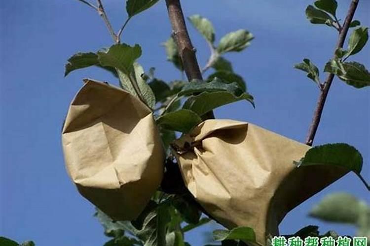 为什么套袋的苹果发黄不上色？促进果树花芽分化施什么肥料？