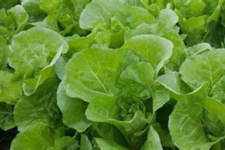 白菜可以用氯化钾的肥吗