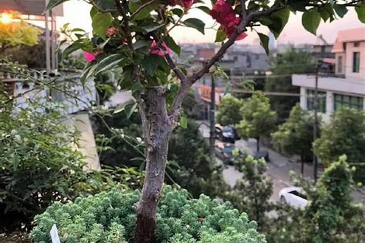 三角梅如何正确控水和施肥