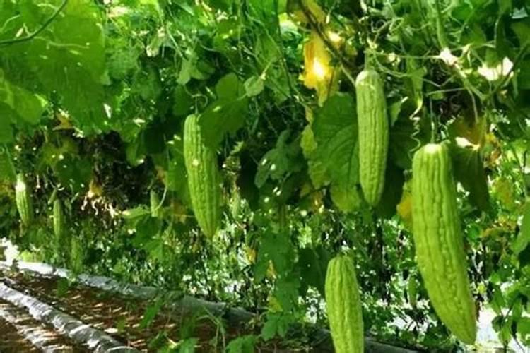苦瓜结果了需要施什么肥 苦瓜施什么肥才挂果多