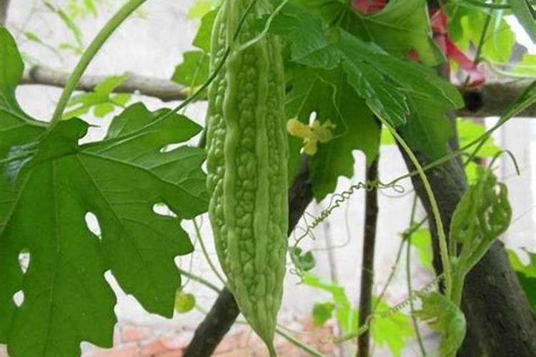 苦瓜用什么肥料最好
