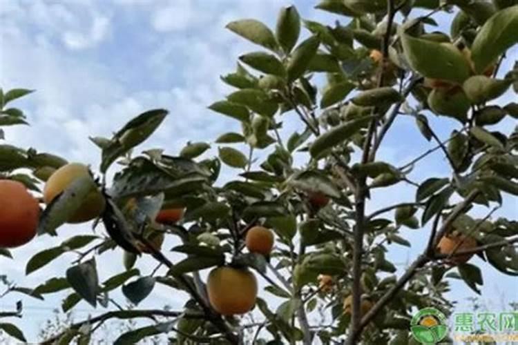 柿子树的管理方法有哪些？柿子树的栽培管理技术分享