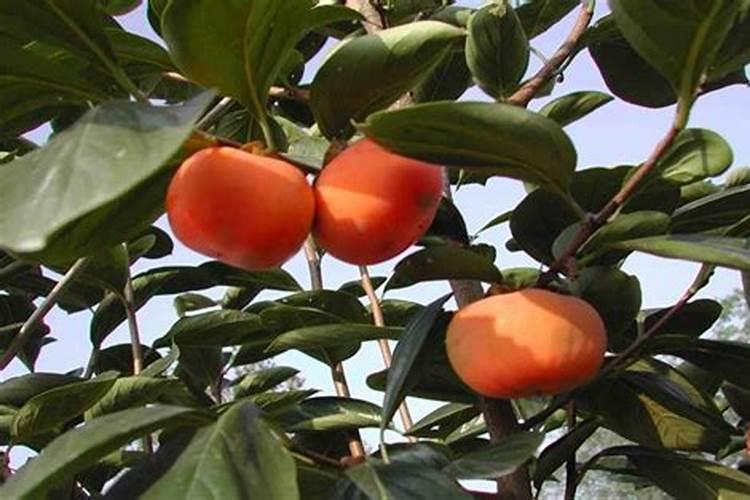 柿子树苗上什么肥料最好