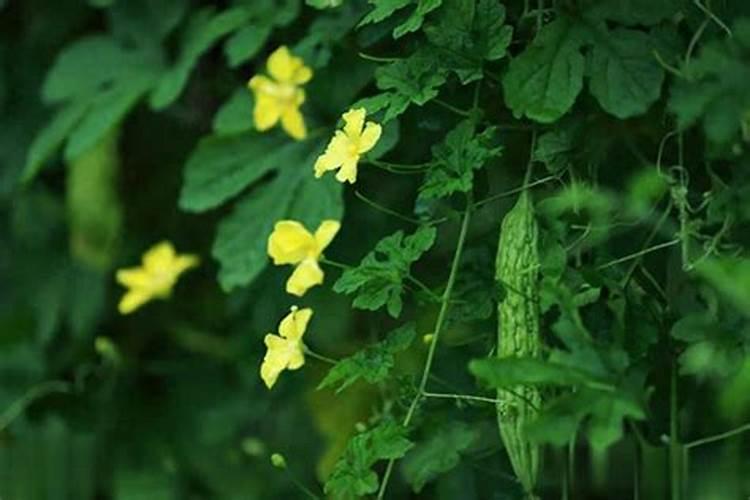 苦瓜黄叶病的原因及治疗处理方法