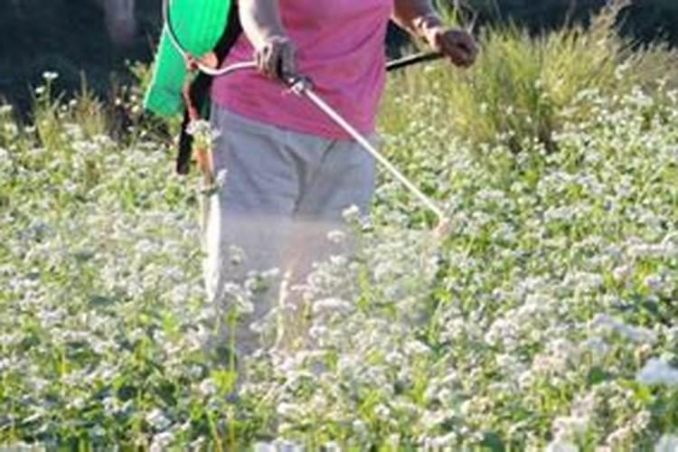 种荞麦肥料比例多少合适