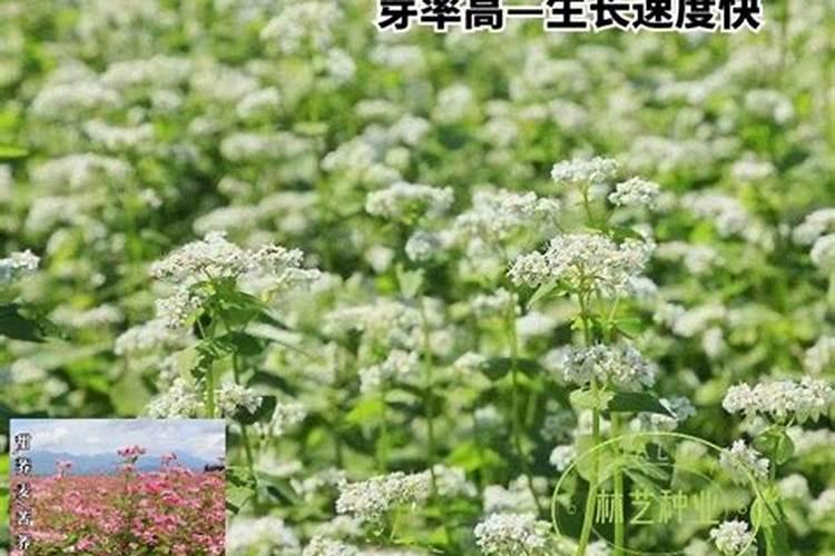 荞麦用什么肥料最好