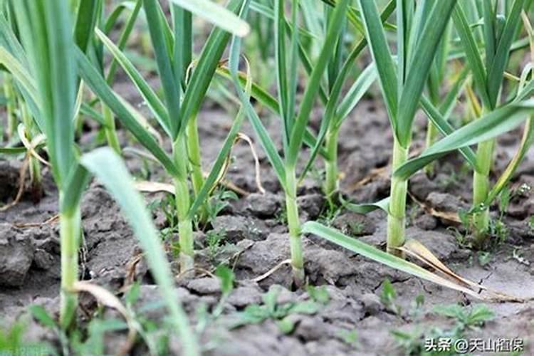 大蒜根腐病用什么药治疗最好