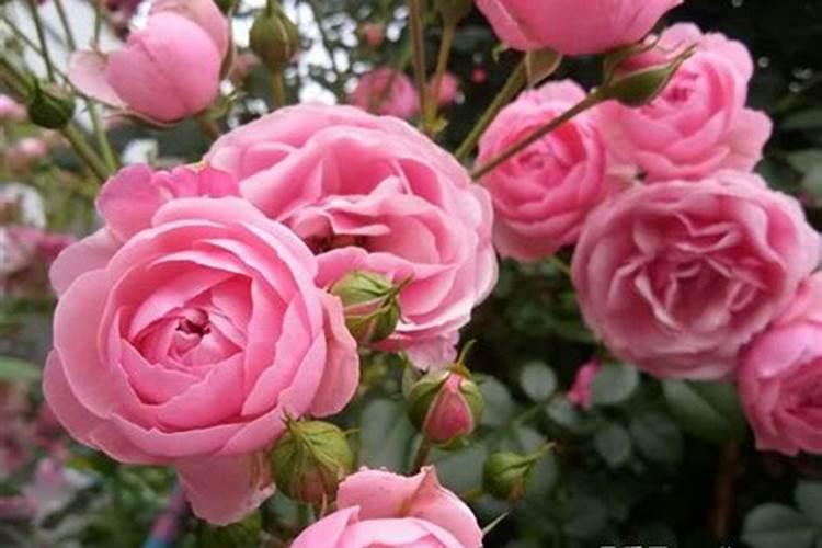 月季花怎么使用复合肥