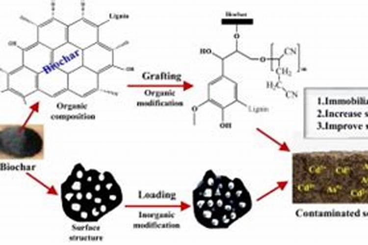 大球盖菇的种植技术有哪些