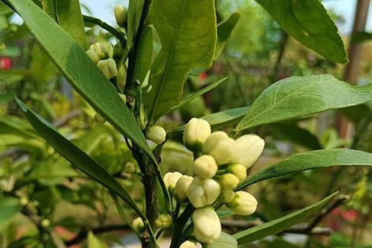 桔子树开花时可以使用叶面肥吗？