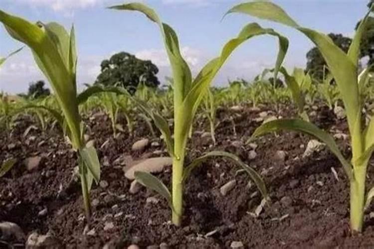 玉米底肥用啥肥料合适？