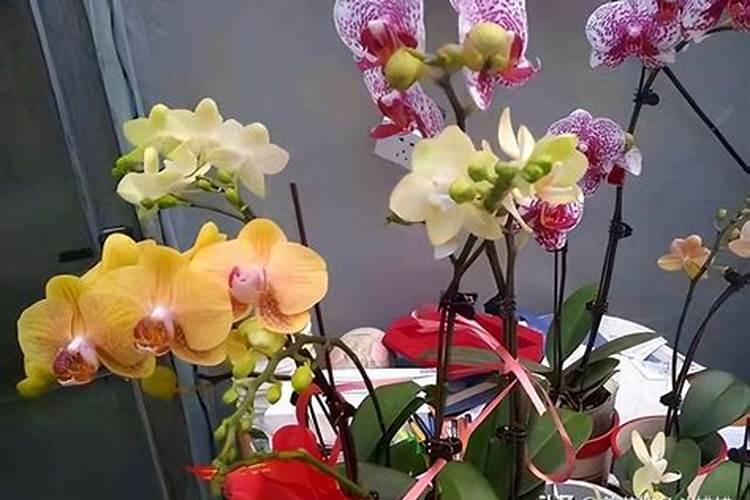 桉树有什么作用 桉树有什么作用与功效