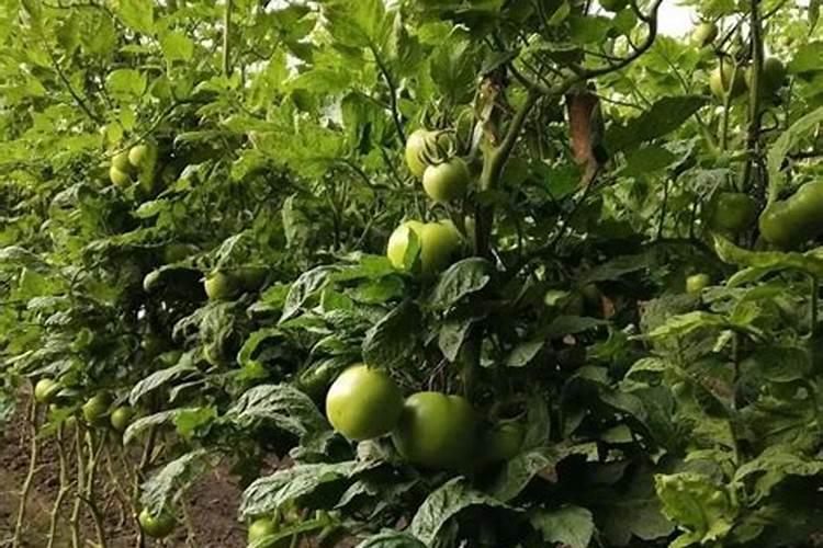 西红柿具体要什么时候冲施高钾水溶肥才合适？