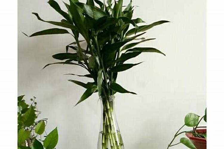 富贵竹用什么来养