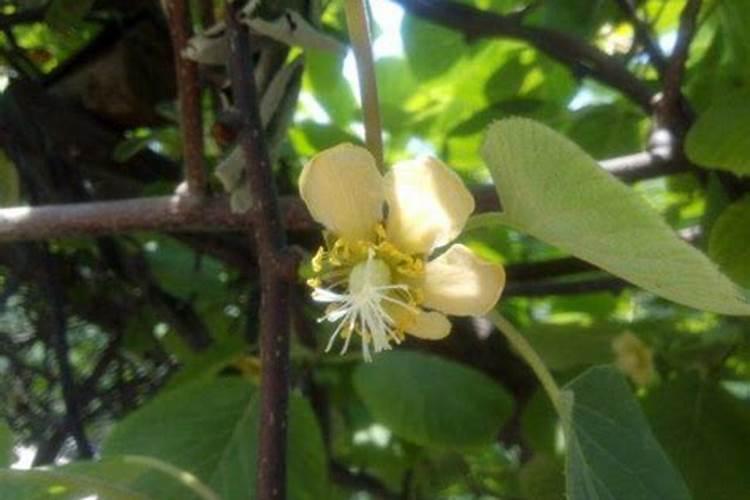 叶面喷施锌肥作用