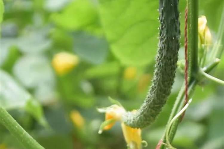 黄瓜浇多了肥怎么办 出现肥害的解决方法
