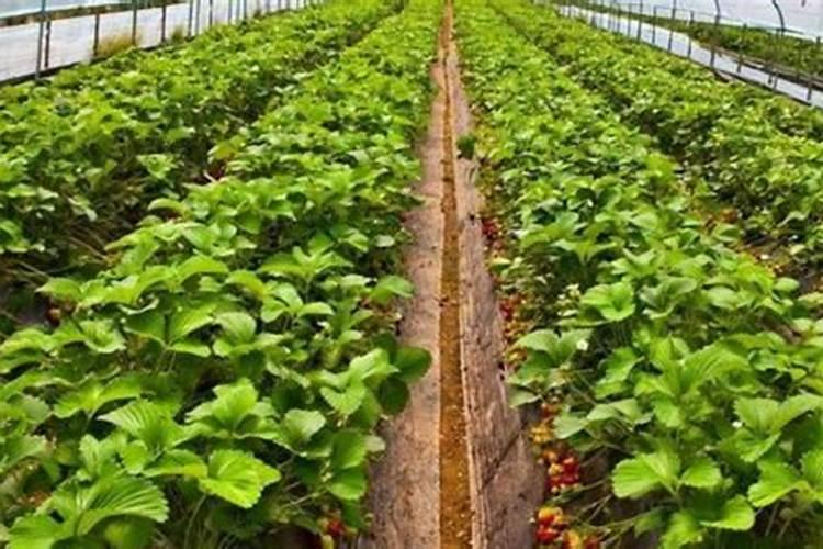 三农场景下大棚作物的施肥方法是什么