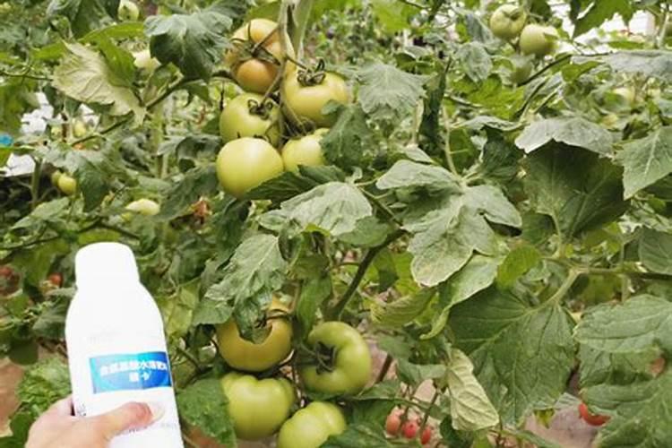 叶面肥排名榜前十名