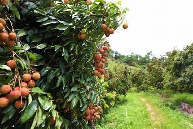 果树叶面肥用什么较好？