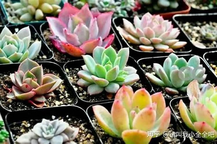 颗粒控释肥适合多肉吗？