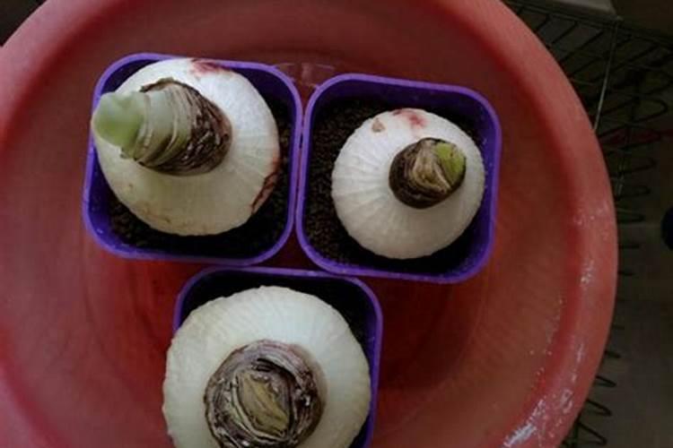 朱顶红如何追肥长叶多