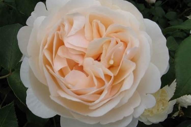 月季换盆后多久施肥