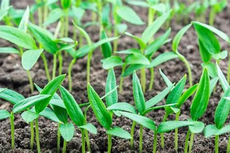 辣椒初花期每亩滴二公斤半高钾肥合适吗