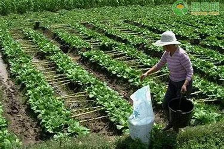 草莓施什么肥料好
