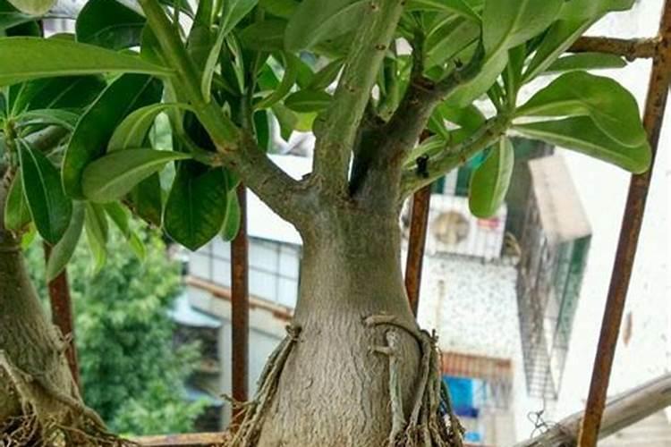 沙漠玫瑰不开花是什么肥