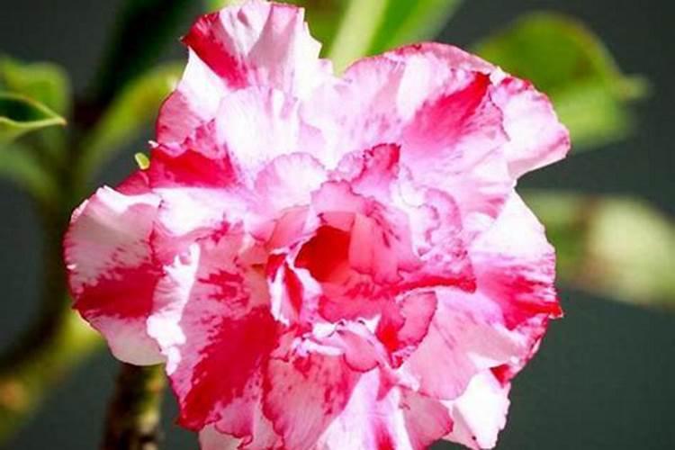 沙漠玫瑰光长叶子不开花原因及解决方法