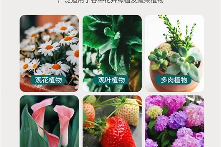 多肉植物需要什么肥料