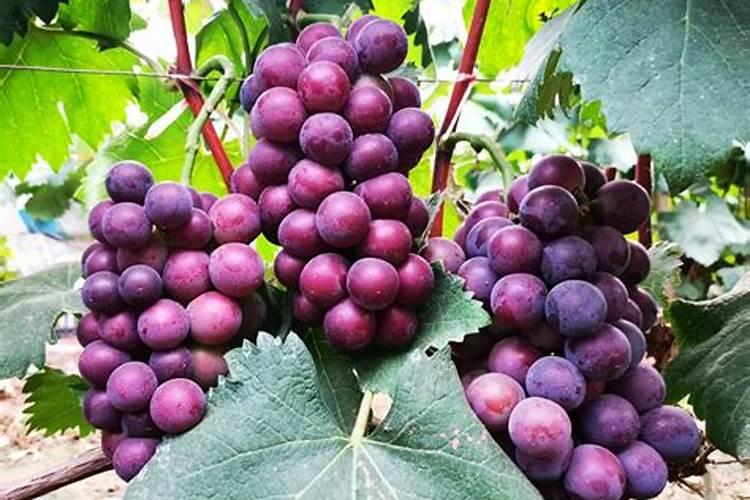 葡萄秋施肥最佳配方