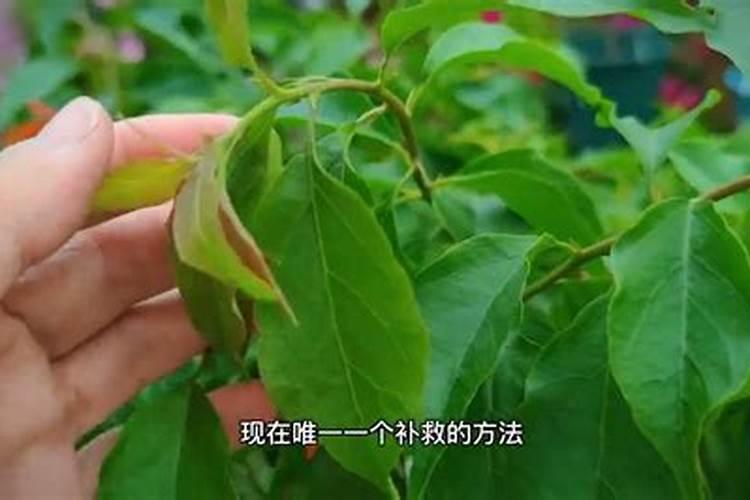 三角梅底部黄叶片怎么办