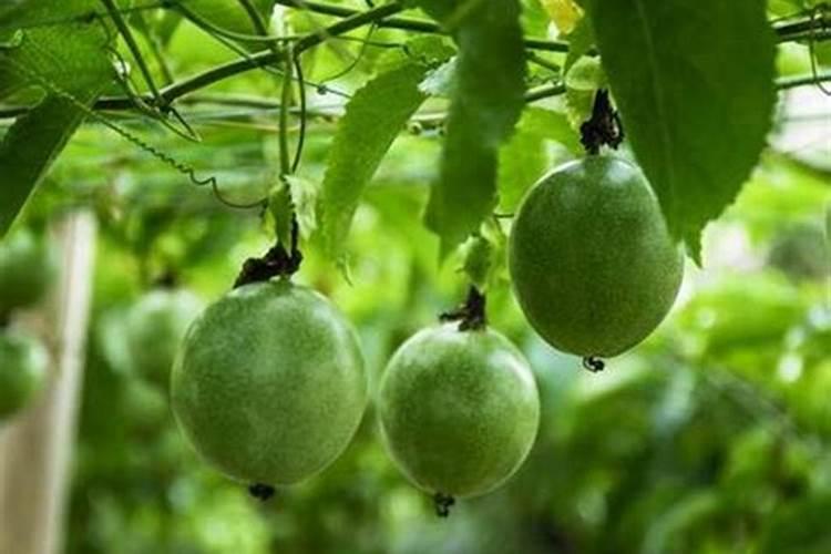 百香果多久施一次肥 施什么肥好