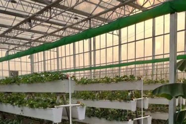 养花用什么肥料最好